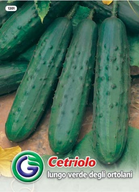 SEME KUMARA LUNGO VERDE DEGLI ORTOLANI (1201)