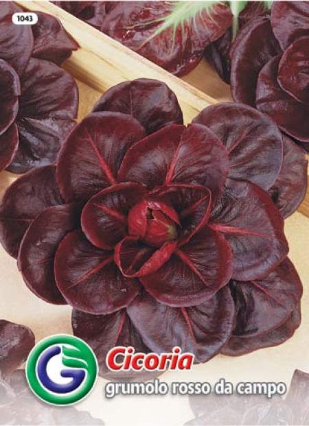 SEME RADIČ GRUMOLO ROSSO DA CAMPO 3 (1043)
