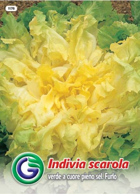 SEME SOLATA MERAVIGLIA D INVERNO (1107)