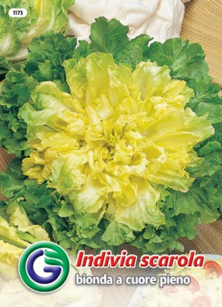 SEME ENDIVIJA BIONDA A CUORE PIENO(1173)