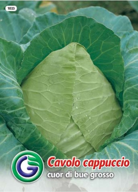 SEME ZELJE CUOR DI BUE (1023)