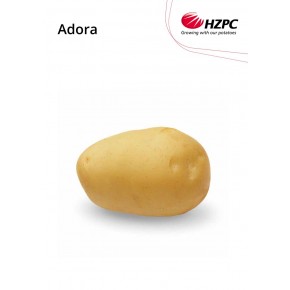 KROMPIR ADORA "A" 28/35  2,5 KG - AGROLIT