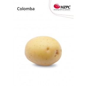 KROMPIR COLOMBA "A" 35/55 25KG - AGROLIT
