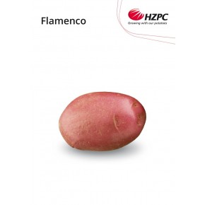 KROMPIR FLAMENCO "A" 35/55  10KG - AGROLIT
