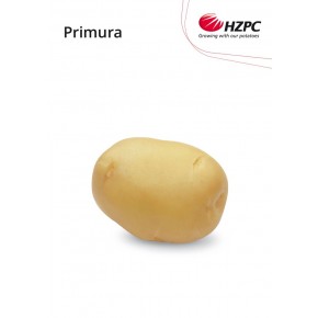 KROMPIR PRIMURA "E" 35/45 10KG - AGROLIT