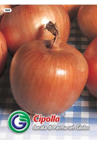SEME ČEBULA DORATA DI PARMA SEL.GLOBO (1069)