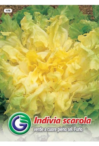 SEME SOLATA MERAVIGLIA D INVERNO (1107)