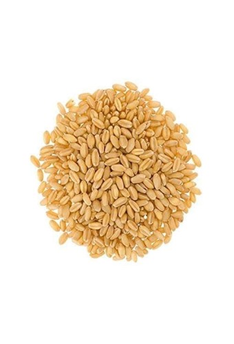PŠENICA KRMNA 10KG AGROLIT