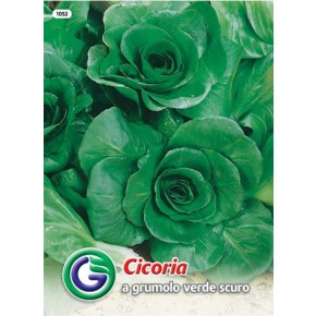 SEME RADIČ A GRUMOLO VERDE SCURO (1052)
