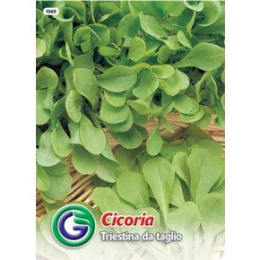 SEME RADIČ TRIESTINA DA TAGLIO (1060)