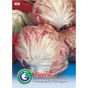 SEME RADIČ VARIEGATA DI CHIOGGIA (1062)