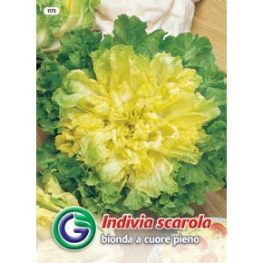 SEME ENDIVIJA BIONDA A CUORE PIENO(1173)