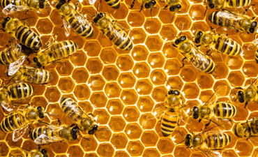 Čebelarstvo
