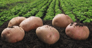 NOVE GENERACIJE semenskega krompirja odporne na plesen